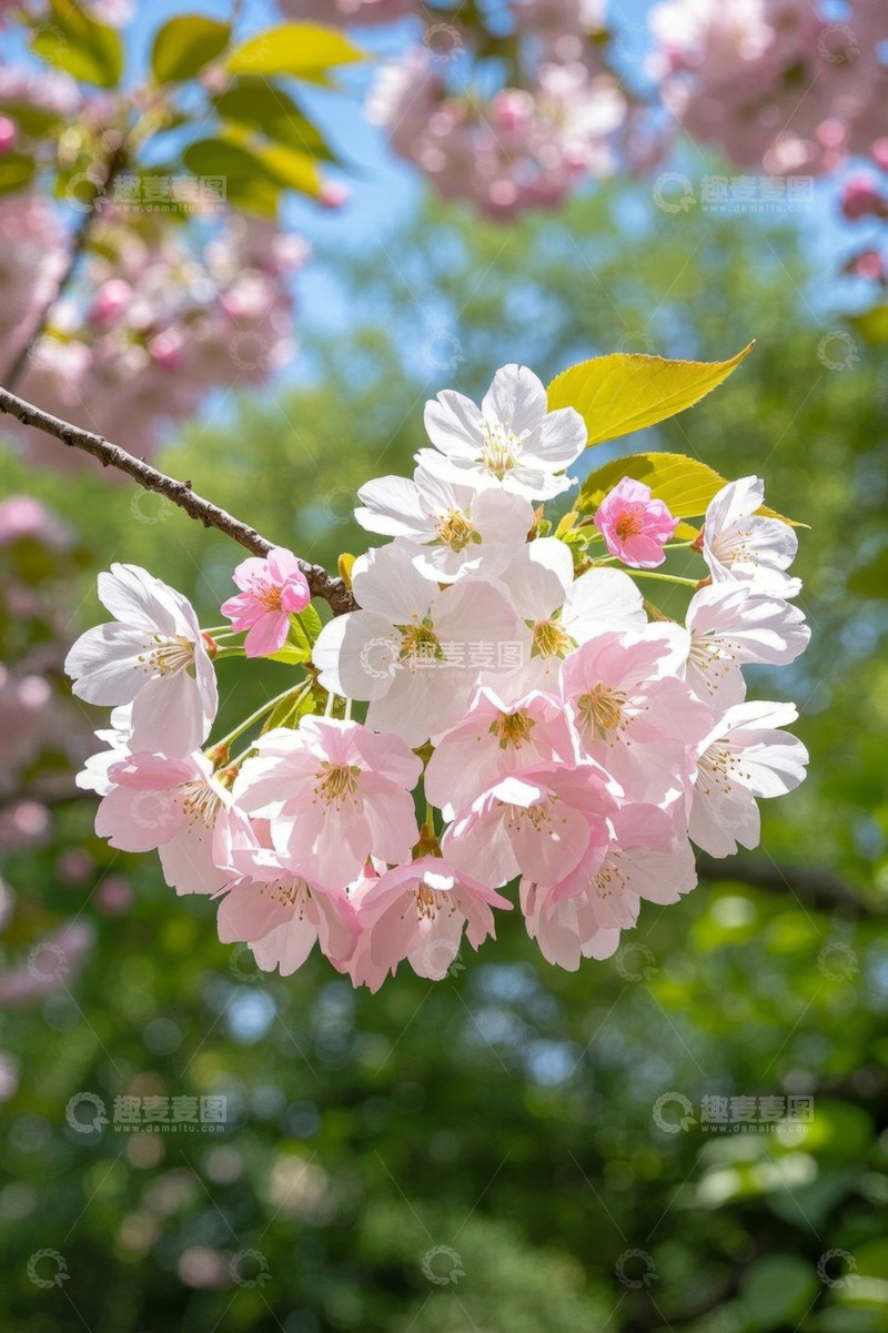 高清大图下载【趣麦麦图】盛开的粉色樱花特写