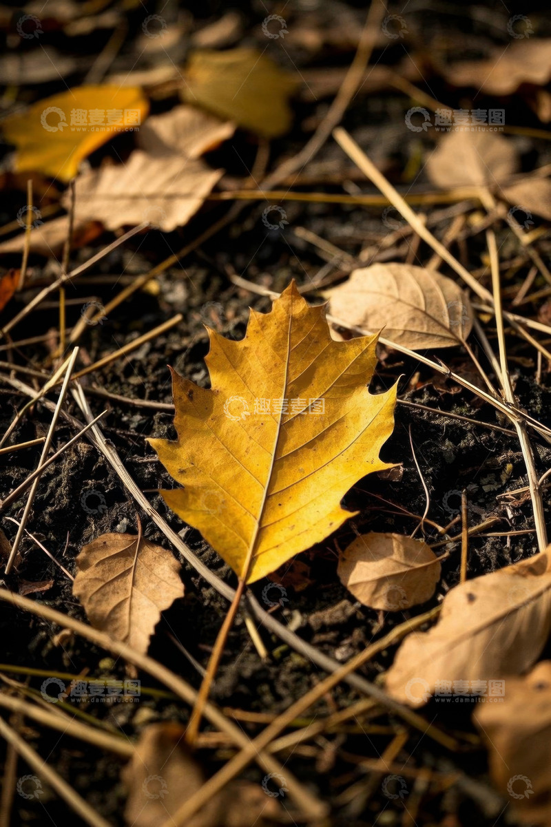 高清大图下载【趣麦麦图】地面上的黄色秋叶特写