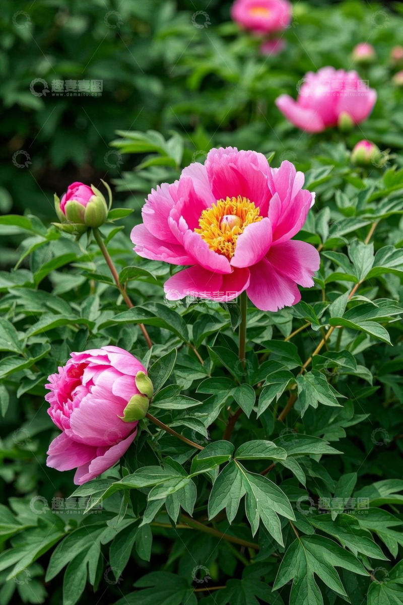 高清大图下载【趣麦麦图】盛开的粉色牡丹花