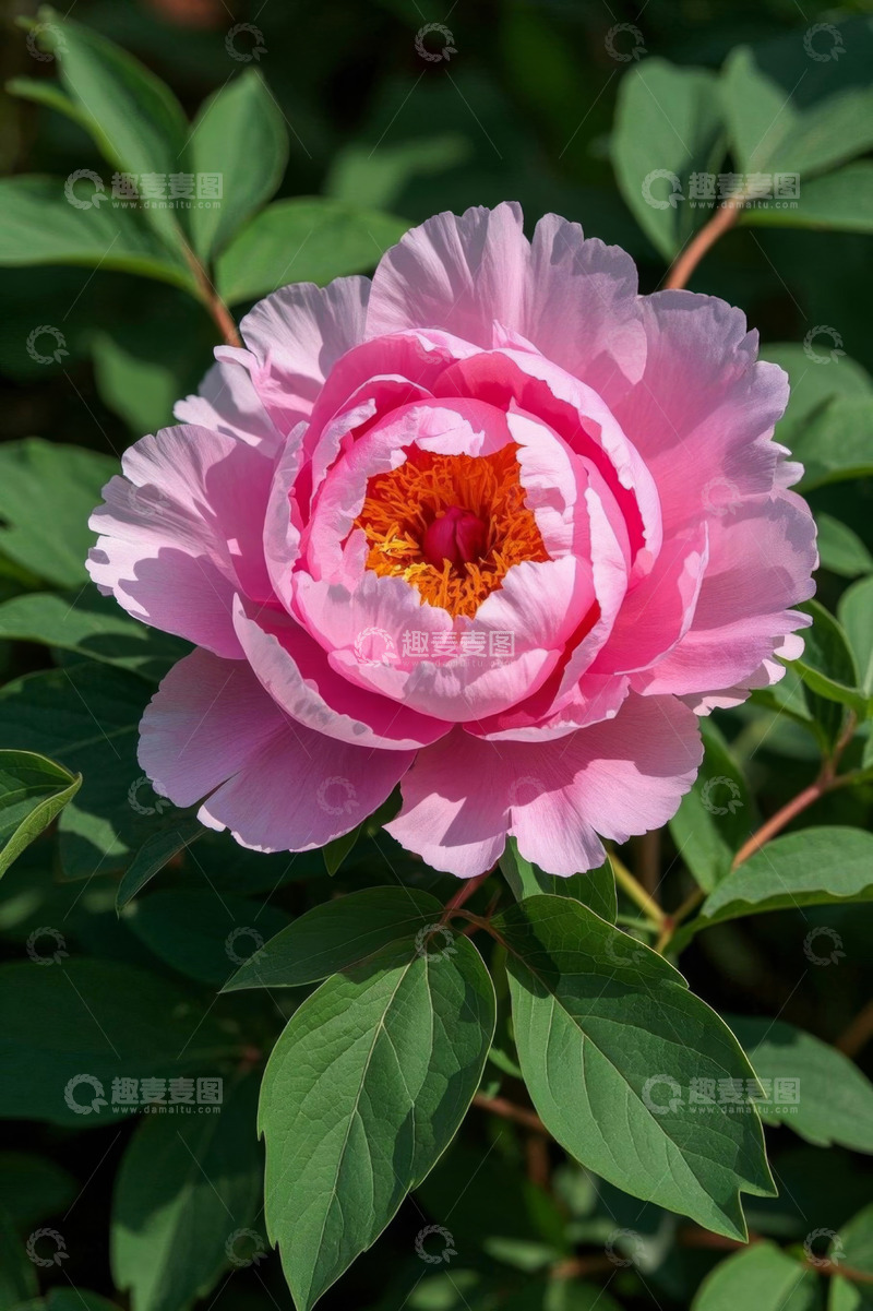 高清大图下载【趣麦麦图】盛开的粉色牡丹花特写
