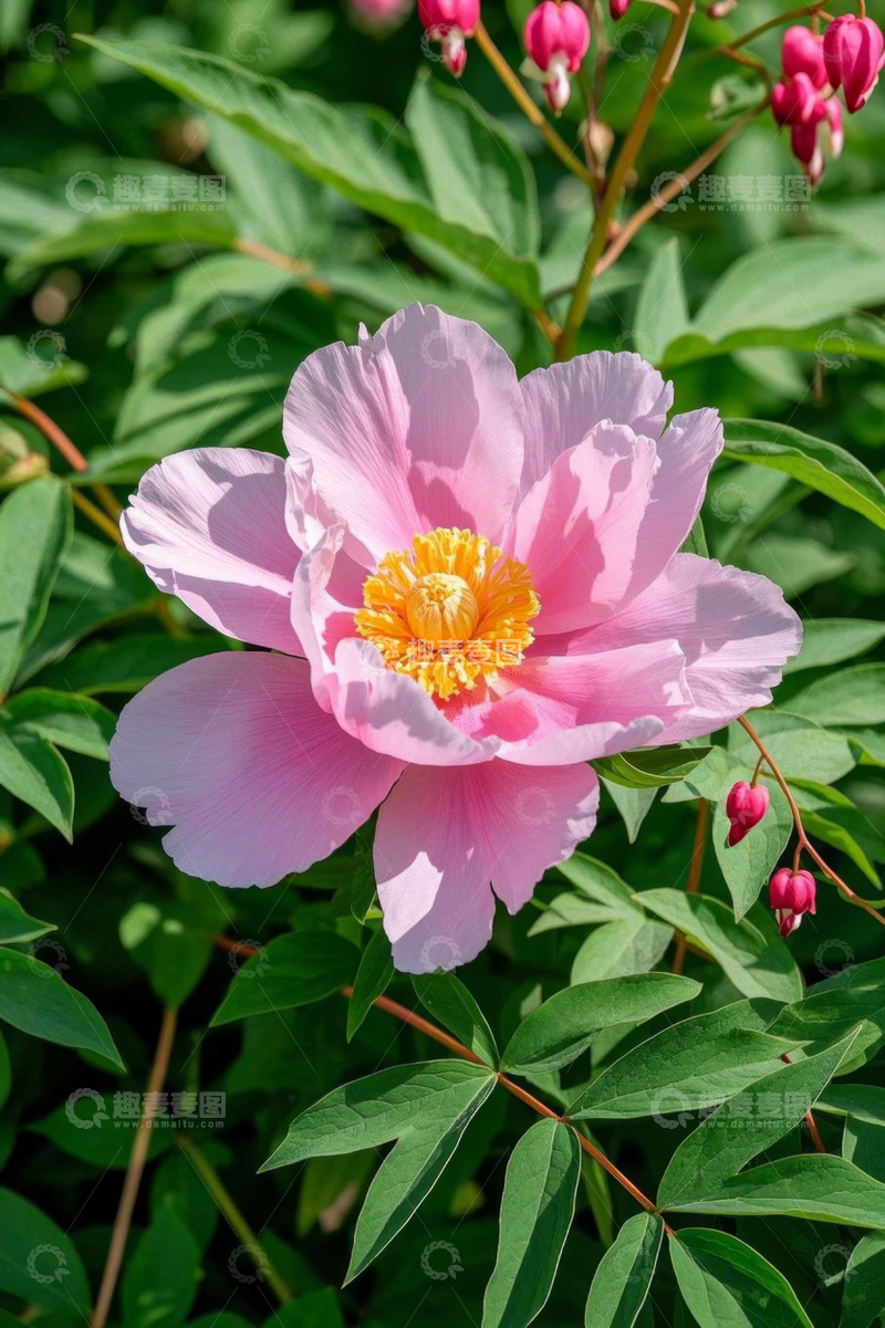 高清大图下载【趣麦麦图】盛开的粉色牡丹花特写