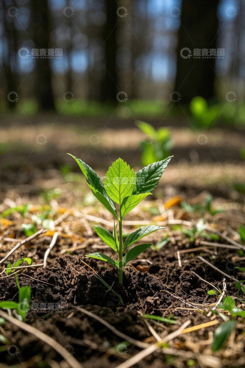 高清大图下载【趣麦麦图】破土而出的嫩绿植物