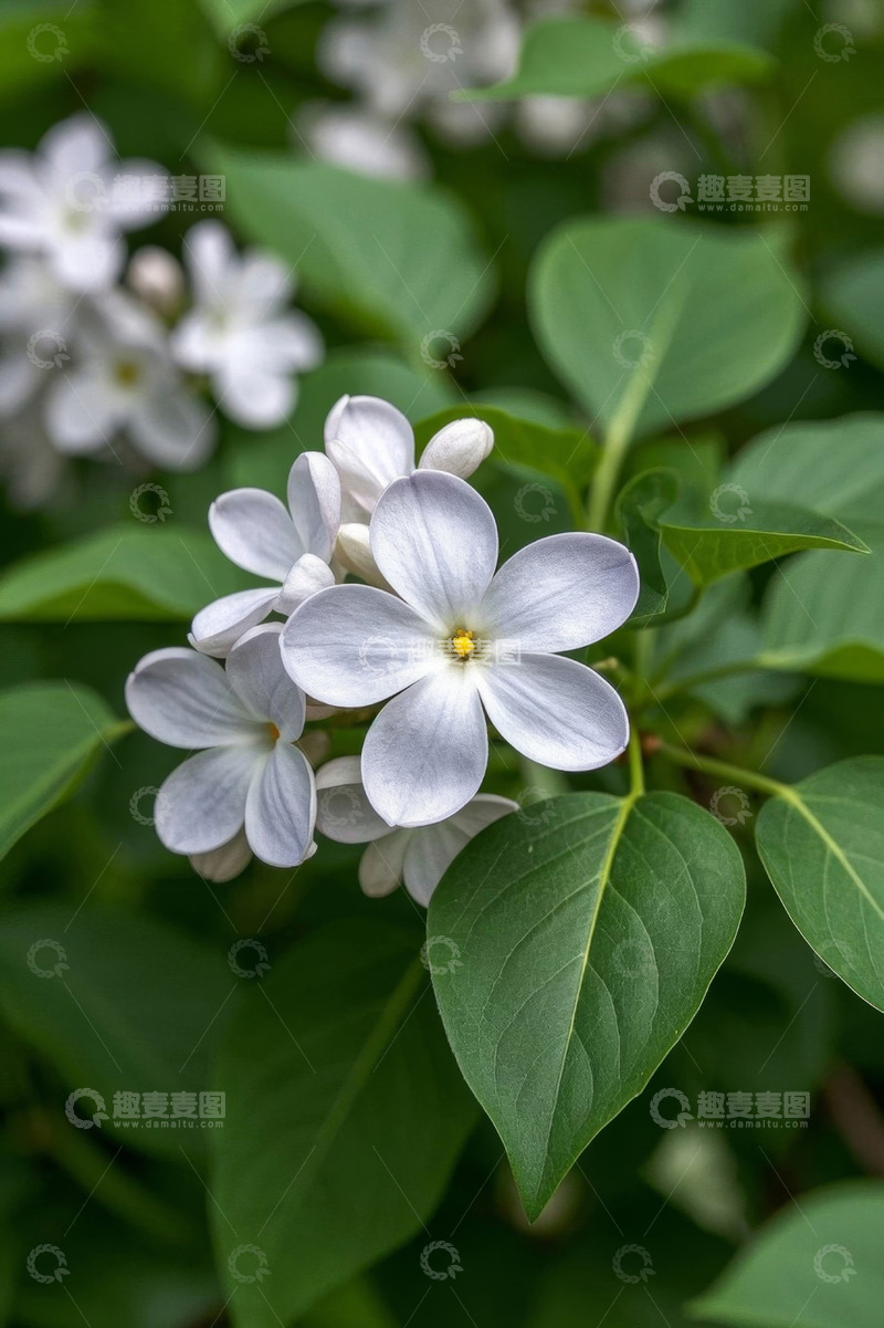 高清大图下载【趣麦麦图】白色花朵与绿叶特写