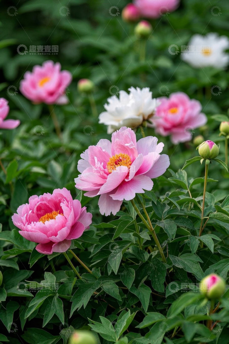 高清大图下载【趣麦麦图】盛开的粉色白色牡丹花