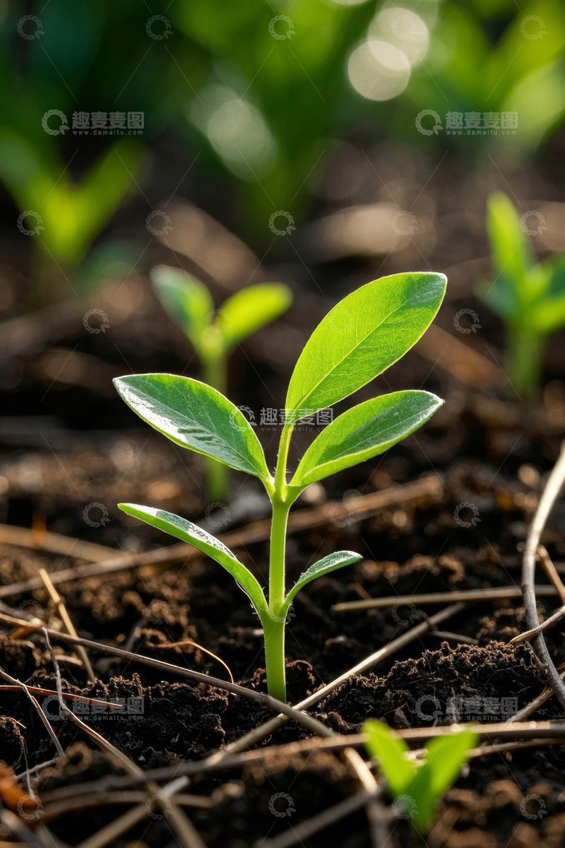 高清大图下载【趣麦麦图】土壤中生长的嫩绿植物