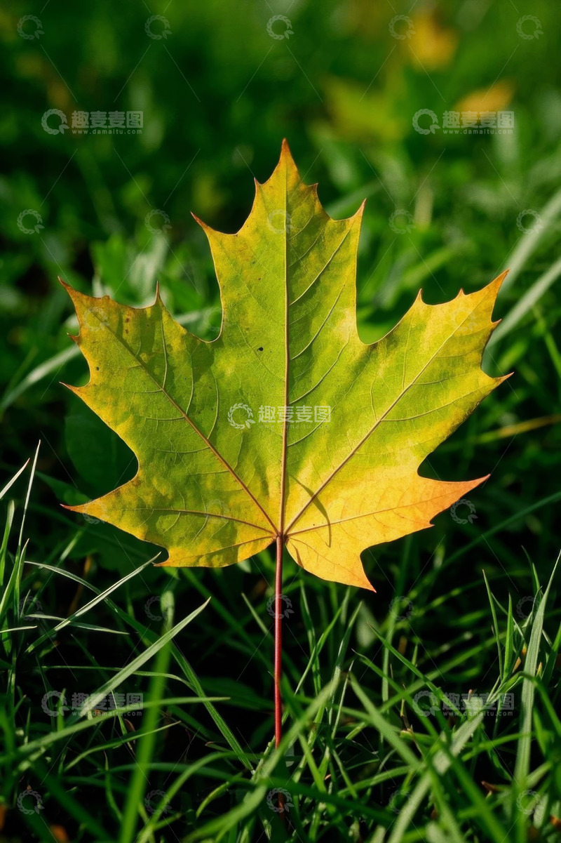 高清大图下载【趣麦麦图】草地上的黄色枫叶