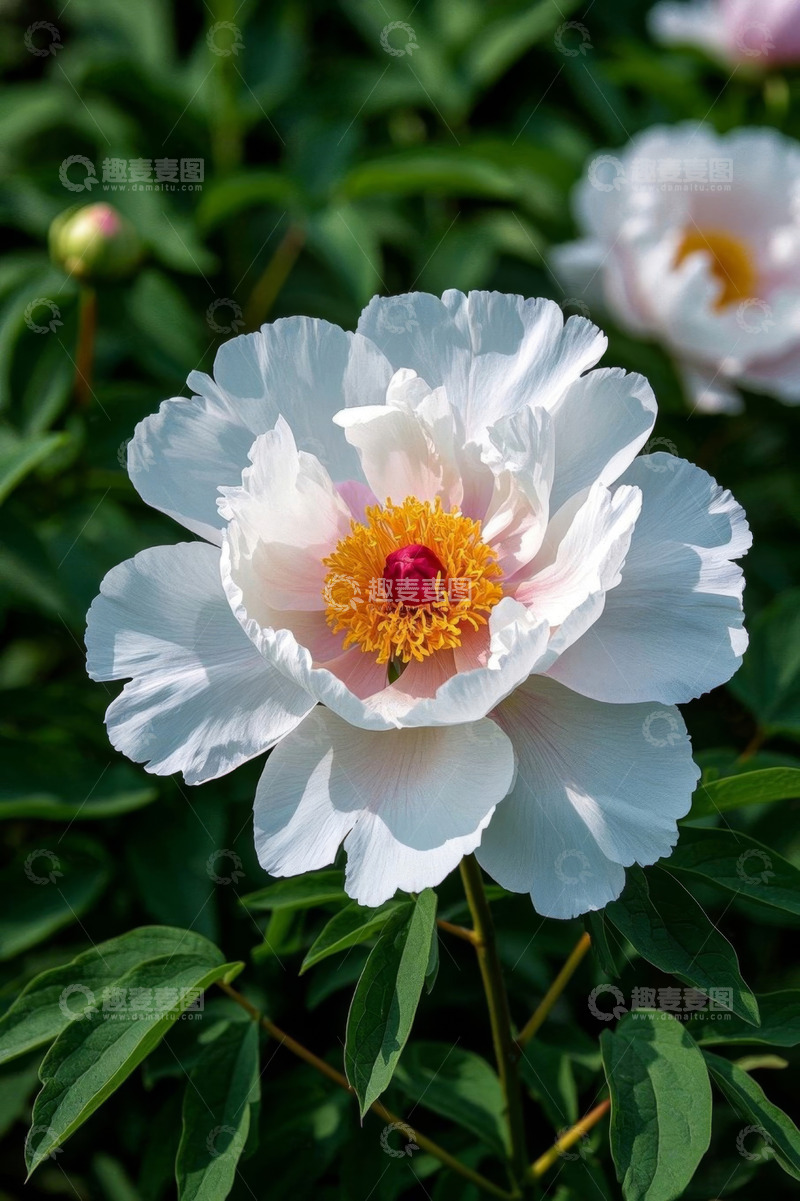 高清大图下载【趣麦麦图】白色牡丹花特写
