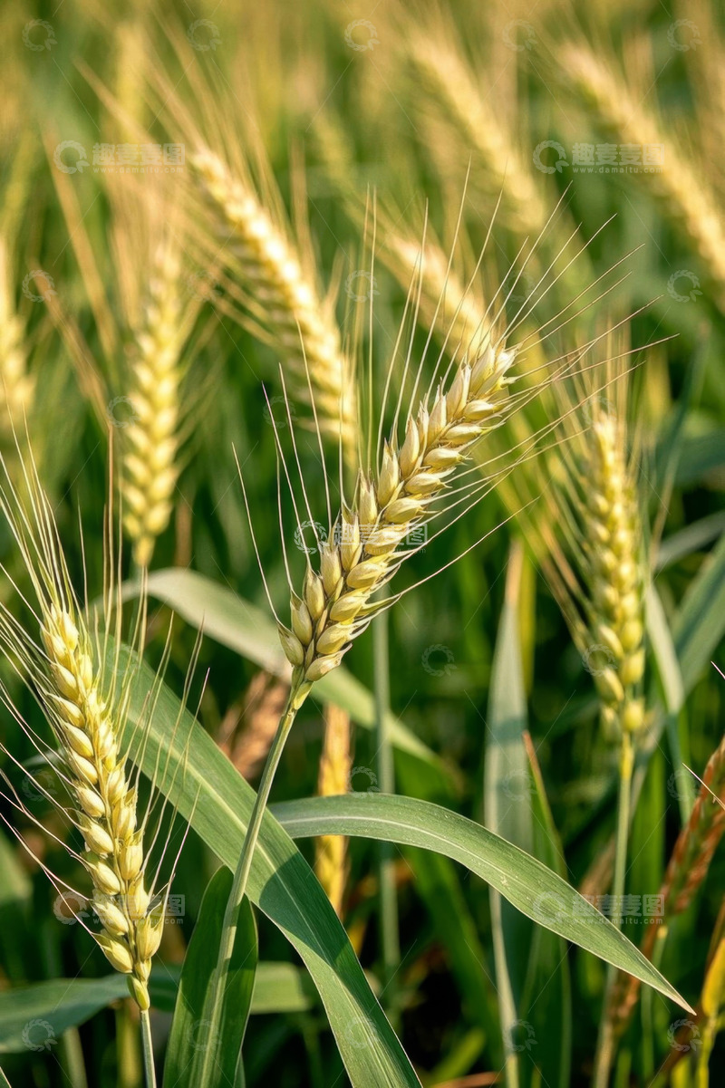 高清大图下载【趣麦麦图】特写成熟饱满的小麦麦穗