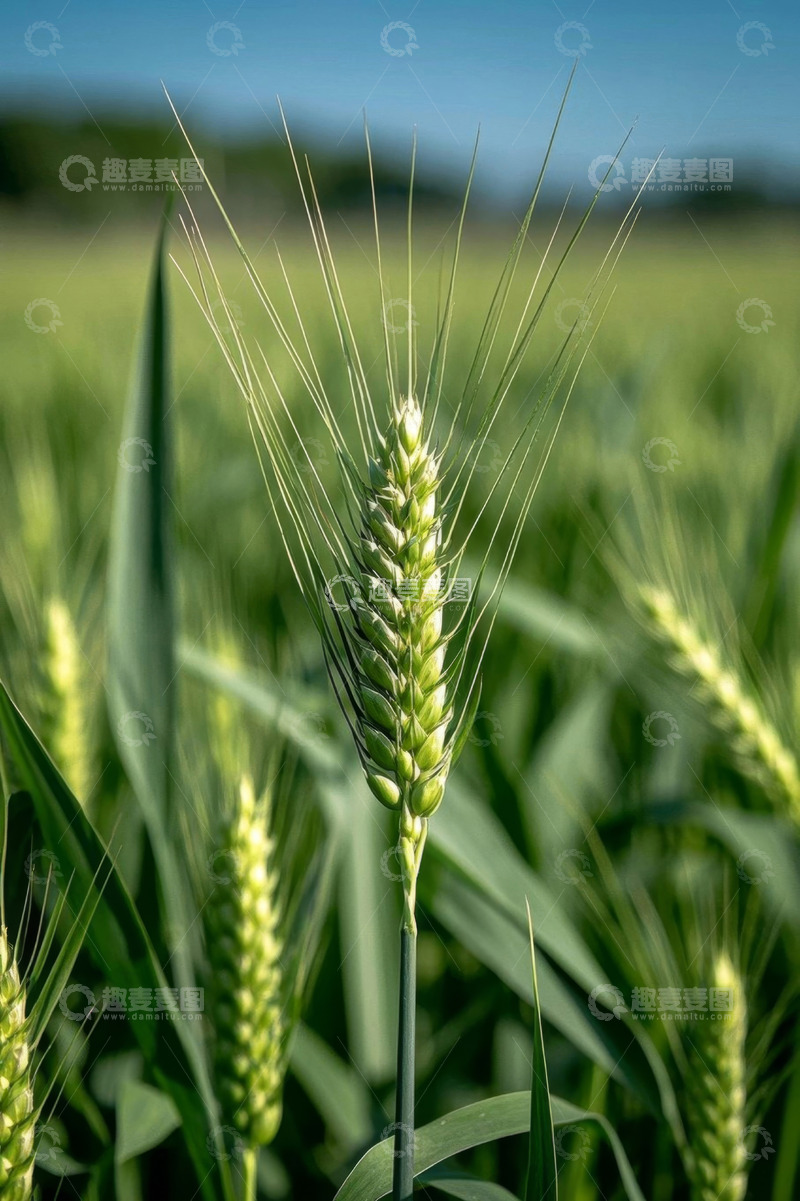 高清大图下载【趣麦麦图】田间生长的小麦特写