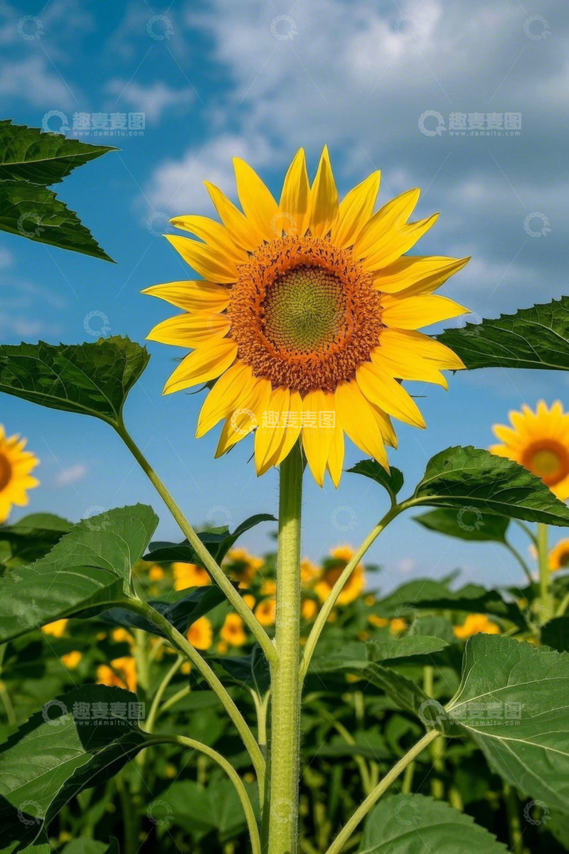 高清大图下载【趣麦麦图】向日葵花田特写
