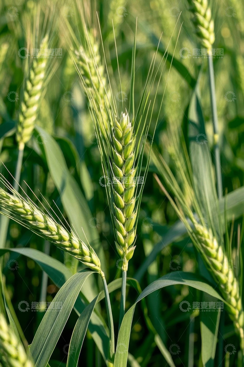 高清大图下载【趣麦麦图】绿色小麦特写画面