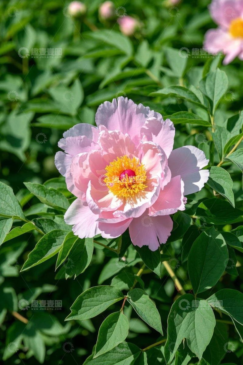 高清大图下载【趣麦麦图】盛开的粉色牡丹花