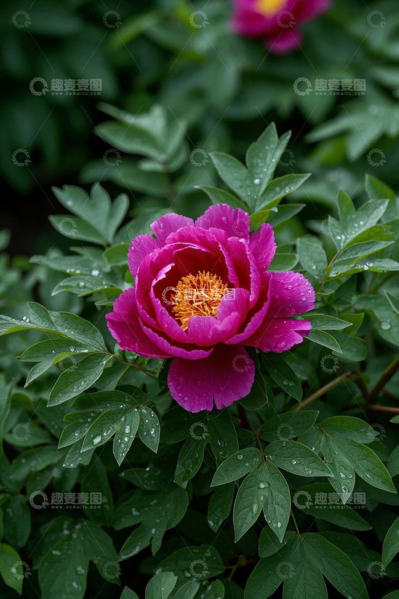 高清大图下载【趣麦麦图】带露珠的盛开牡丹花