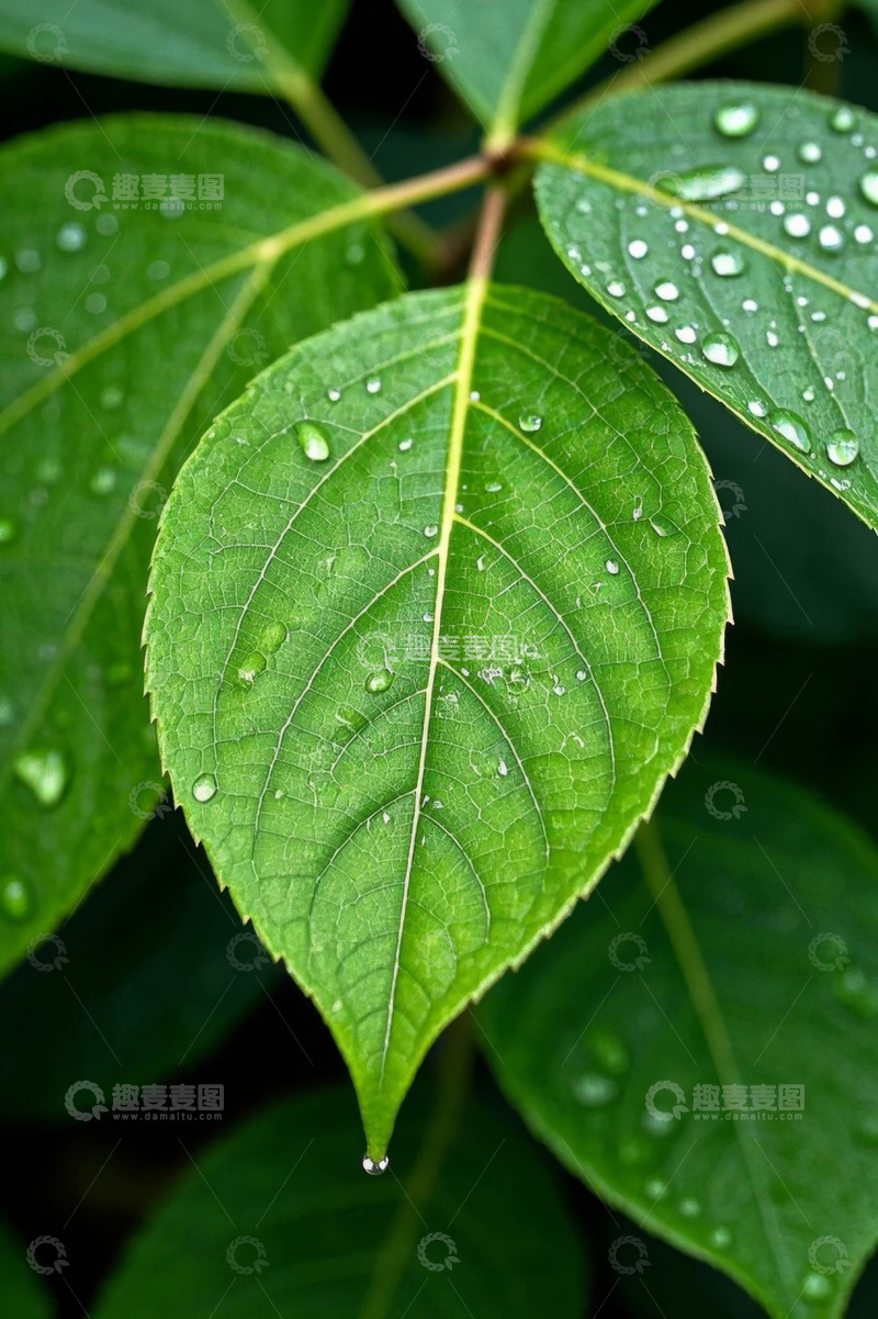 高清大图下载【趣麦麦图】带水珠的绿色植物叶片特写