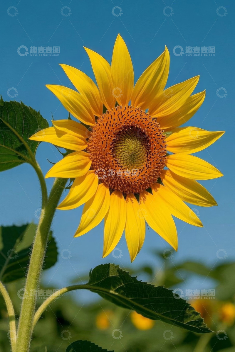 高清大图下载【趣麦麦图】阳光下绽放的向日葵