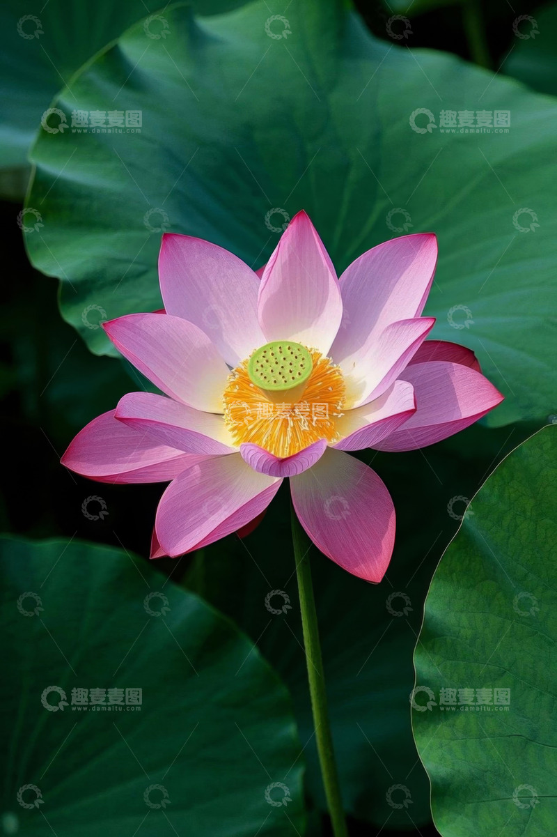 高清大图下载【趣麦麦图】盛开的粉色荷花特写