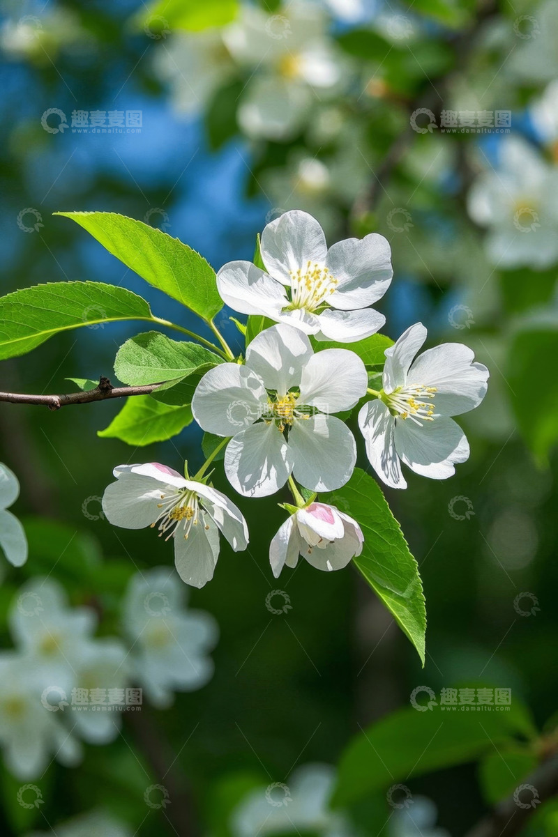 高清大图下载【趣麦麦图】枝头绽放的白色花朵特写