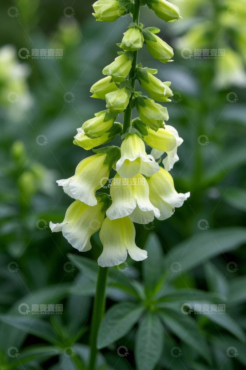 高清大图下载【趣麦麦图】特写黄色毛地黄花