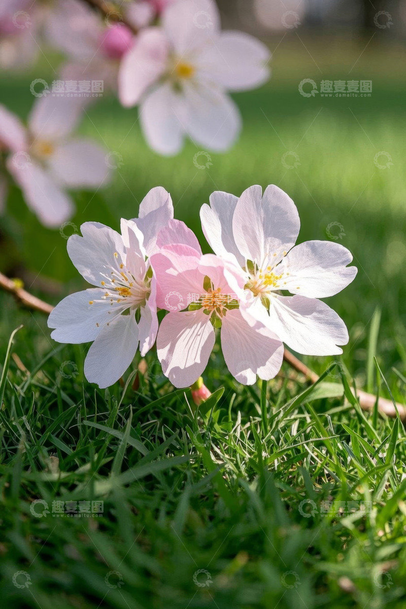 高清大图下载【趣麦麦图】草地上绽放的粉嫩花朵