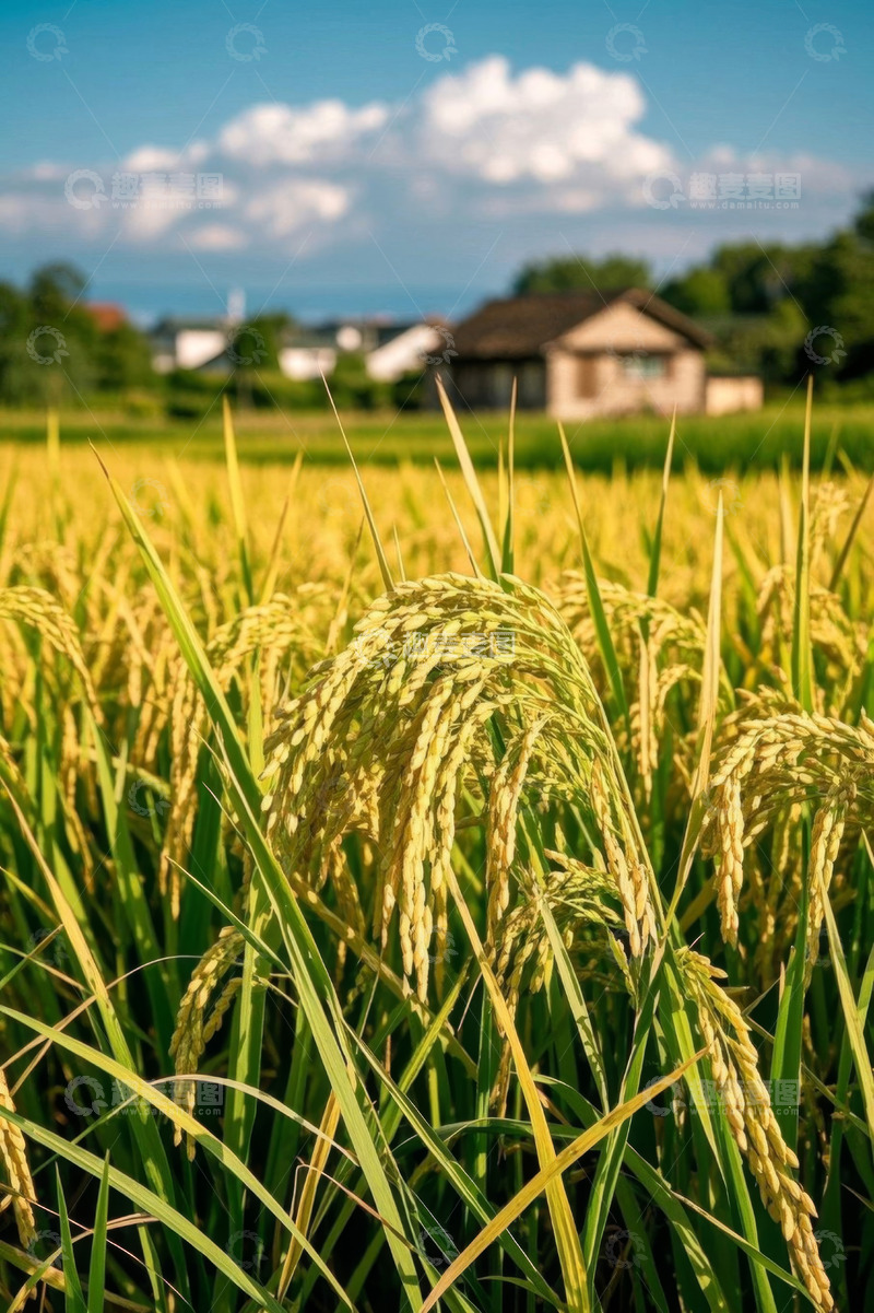高清大图下载【趣麦麦图】金黄稻田与远处农舍景象