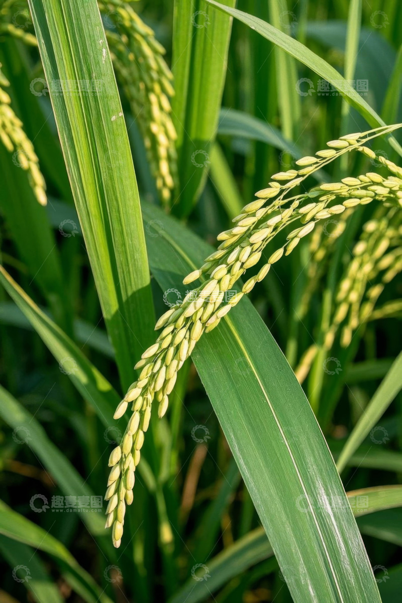 高清大图下载【趣麦麦图】成熟稻穗特写