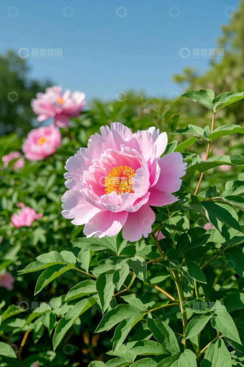 高清大图下载【趣麦麦图】盛开的粉色牡丹花