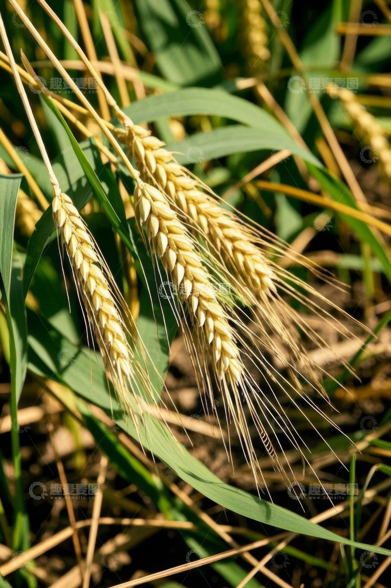高清大图下载【趣麦麦图】成熟小麦特写