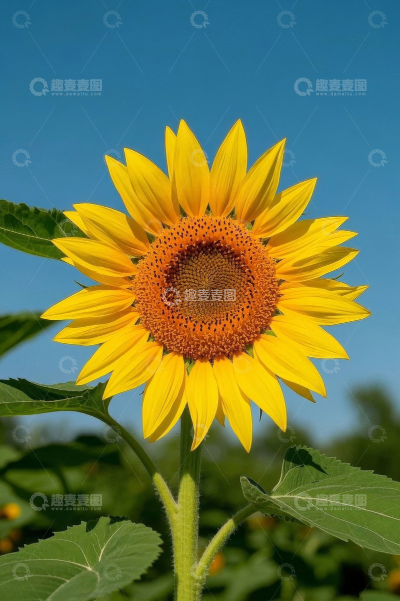 高清大图下载【趣麦麦图】阳光下绽放的单株向日葵