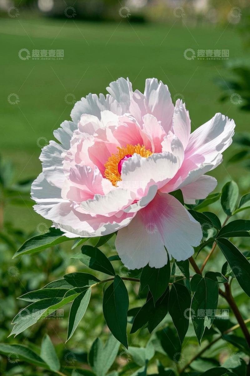 高清大图下载【趣麦麦图】盛开的粉色牡丹花特写