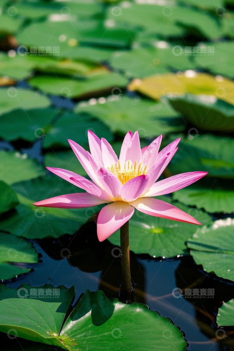 高清大图下载【趣麦麦图】水中绽放的粉色睡莲