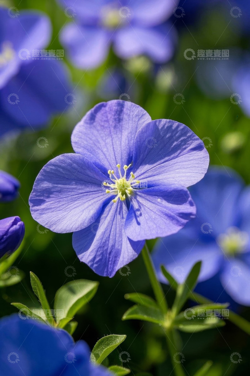 高清大图下载【趣麦麦图】蓝色花朵特写