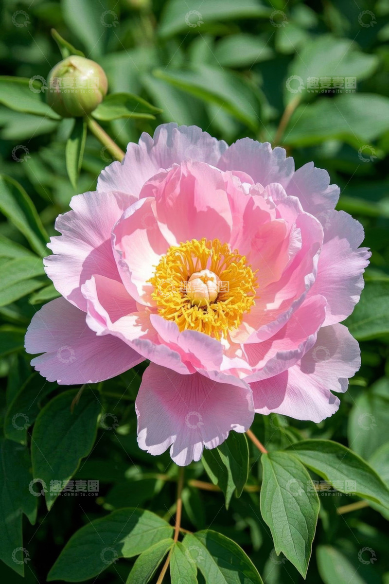 高清大图下载【趣麦麦图】盛开的粉色牡丹花特写