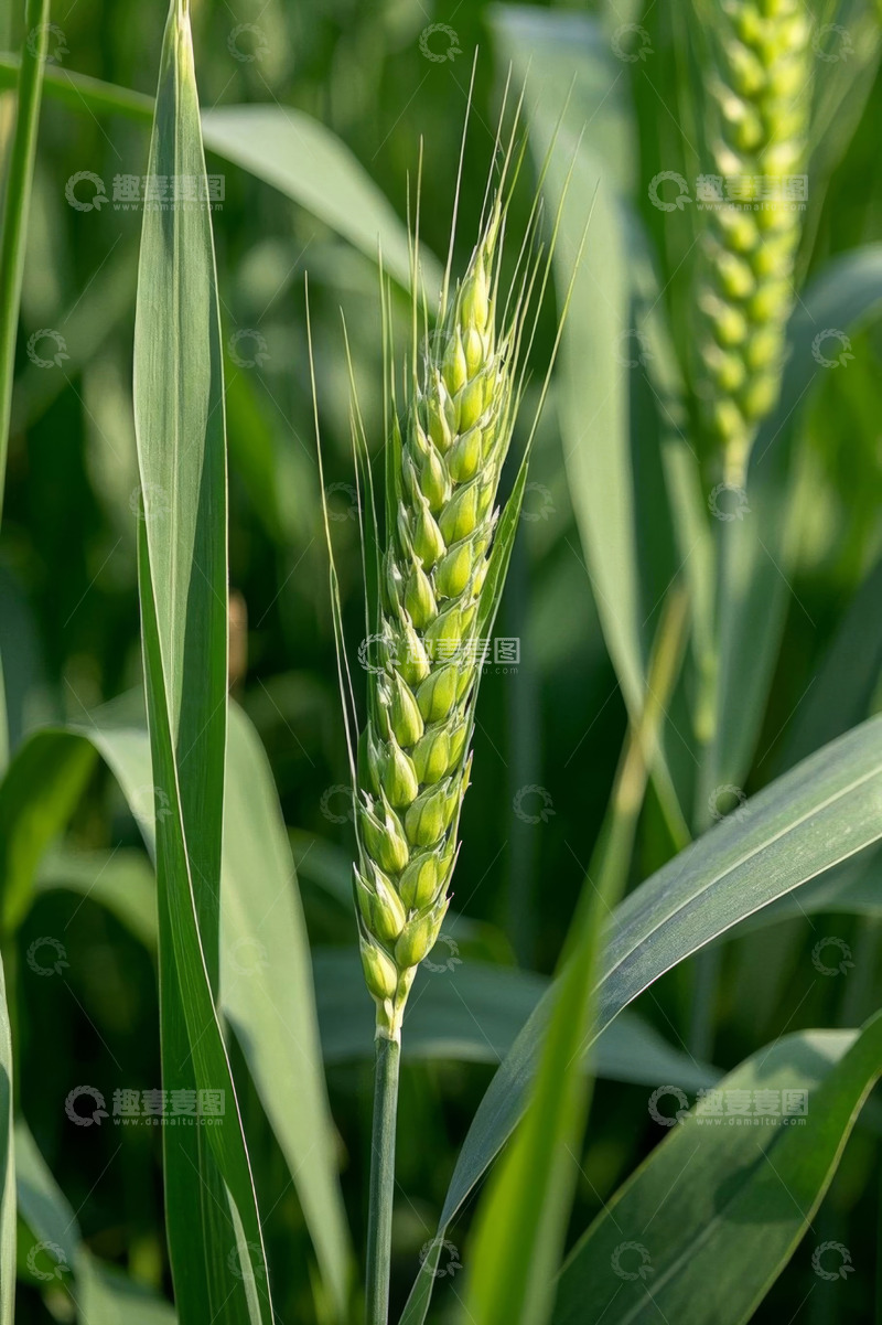 高清大图下载【趣麦麦图】生长中的绿色小麦特写