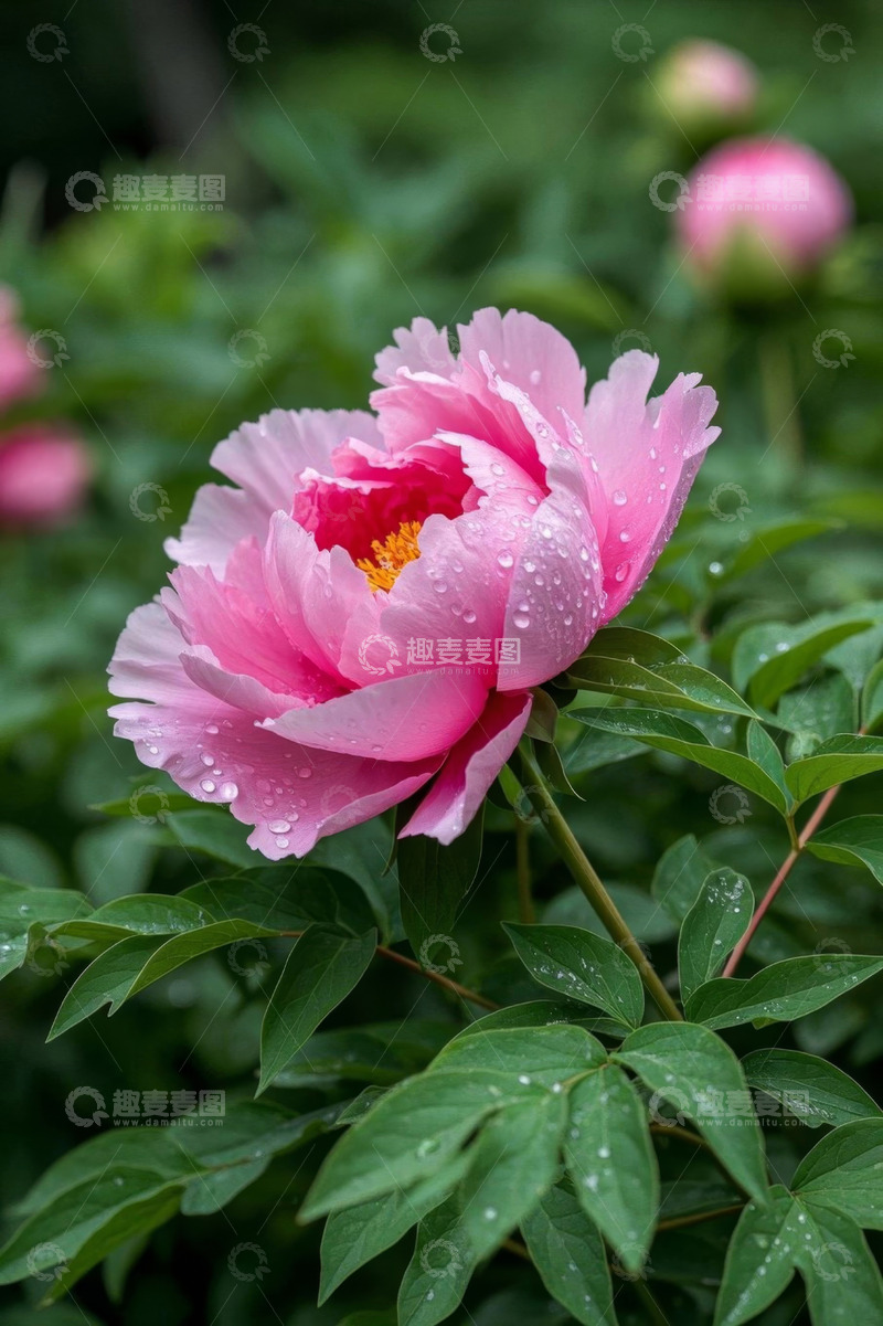 高清大图下载【趣麦麦图】带水珠的粉色牡丹花特写