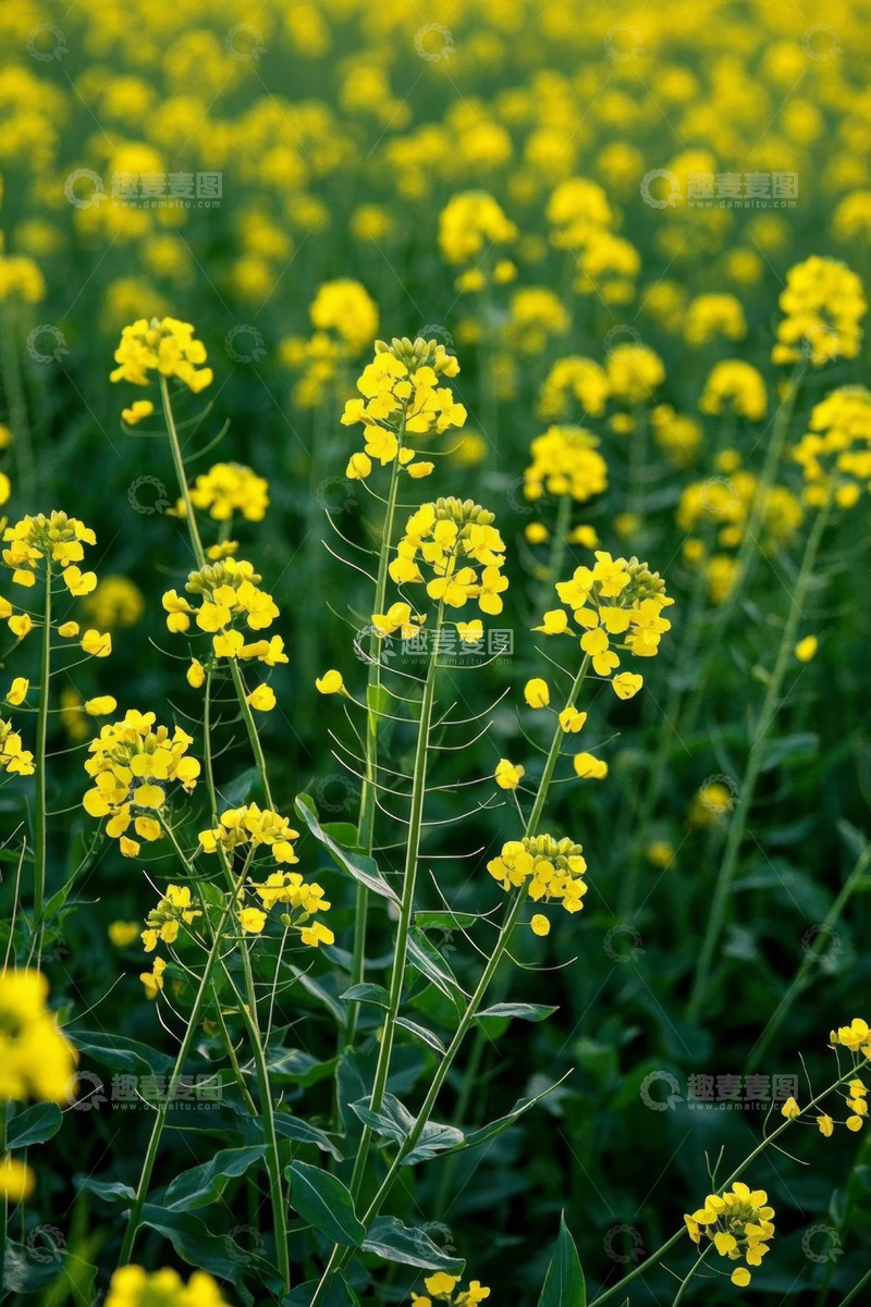 高清大图下载【趣麦麦图】黄色油菜花田自然景象