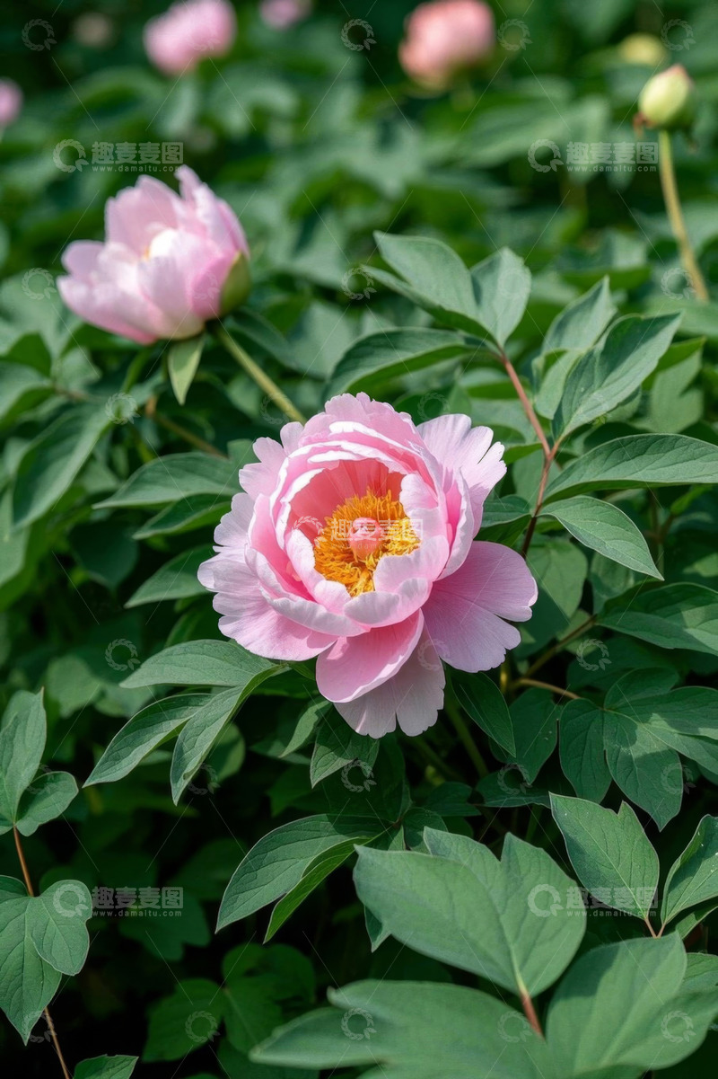 高清大图下载【趣麦麦图】盛开的粉色牡丹花
