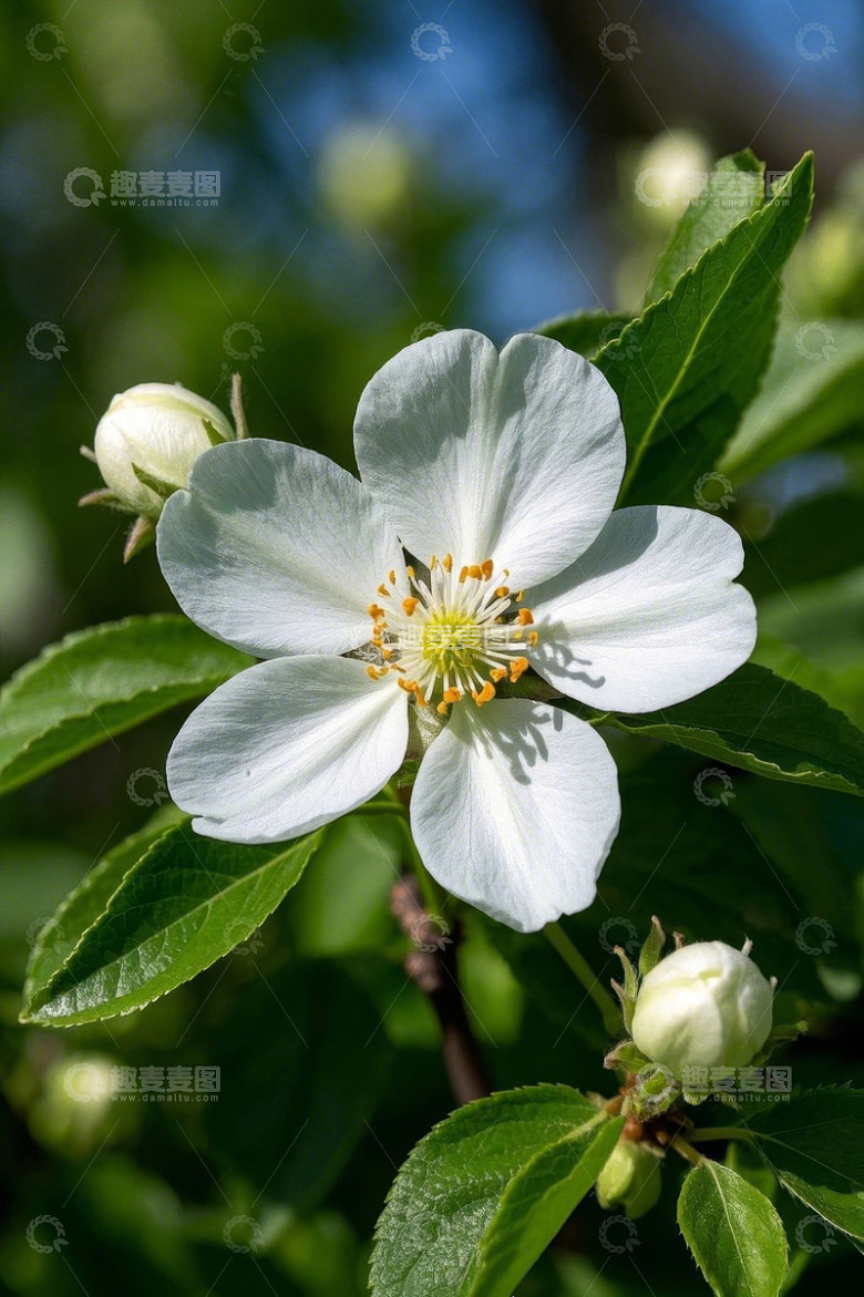特写白色花卉与绿叶