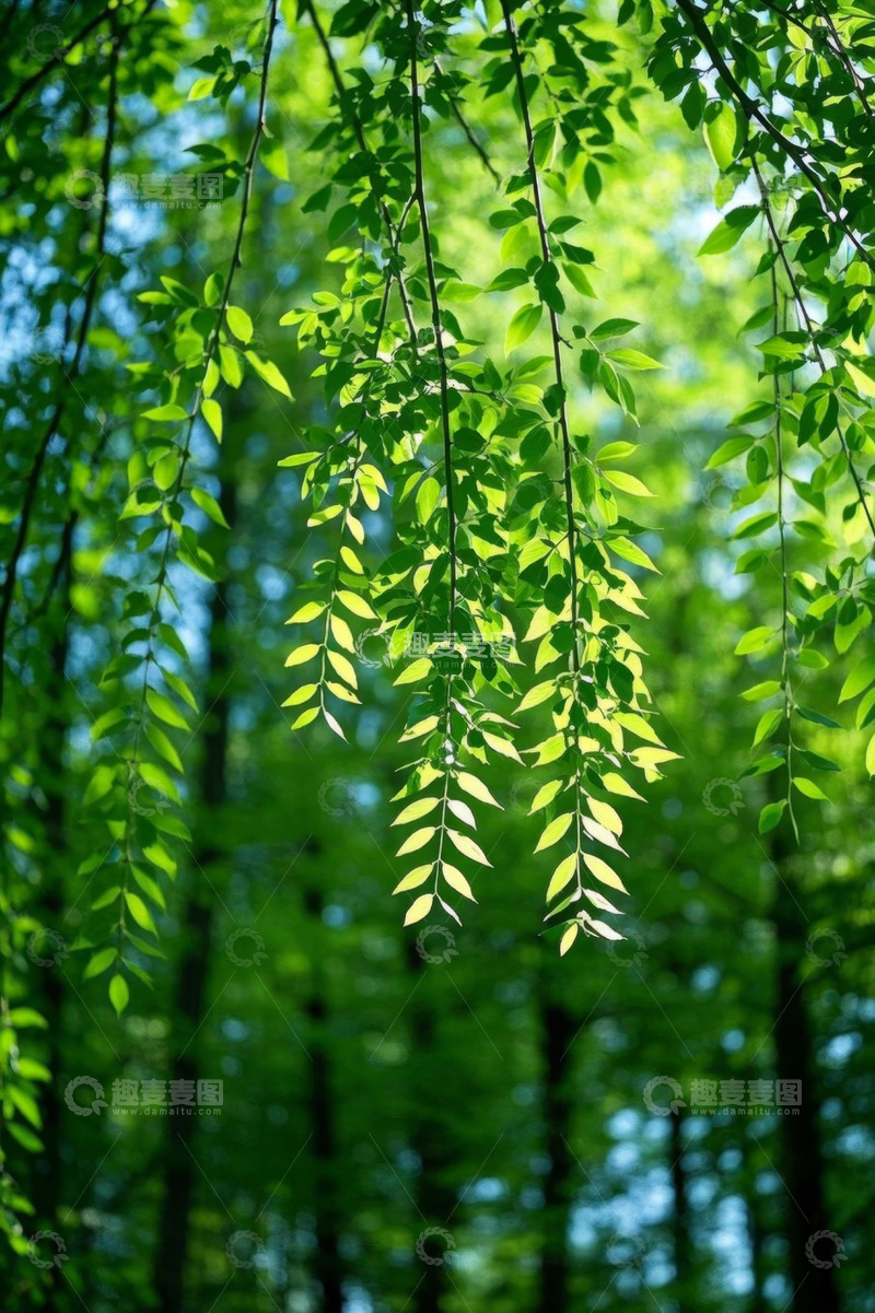 高清大图下载【趣麦麦图】阳光下的垂挂绿叶