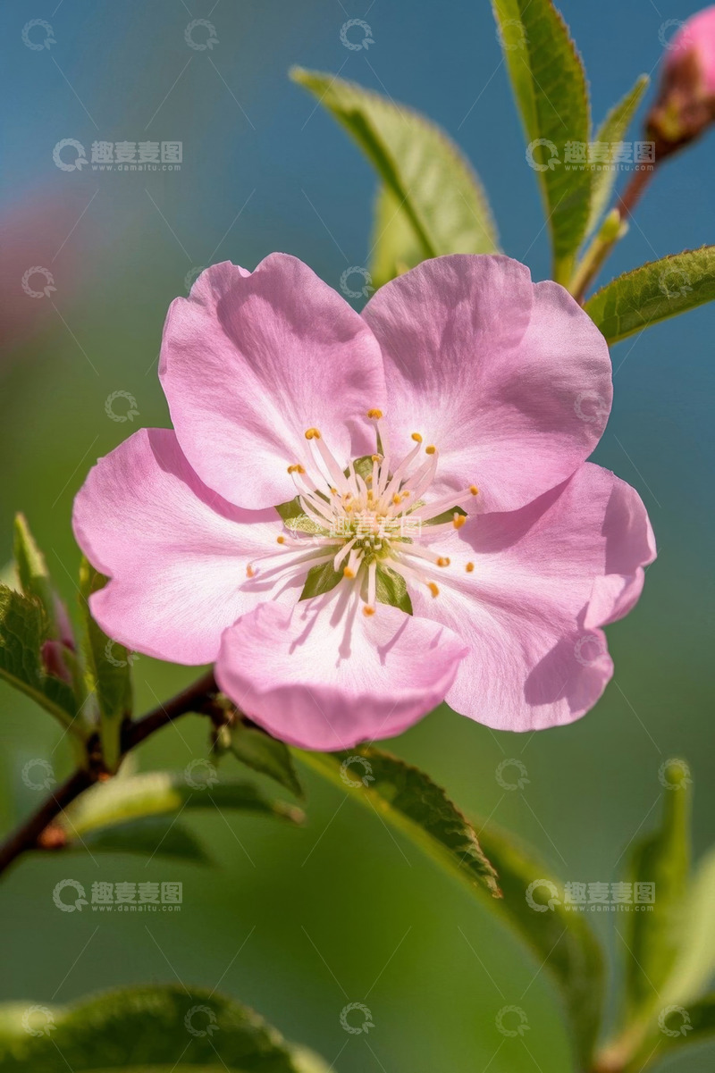 高清大图下载【趣麦麦图】特写粉色花卉