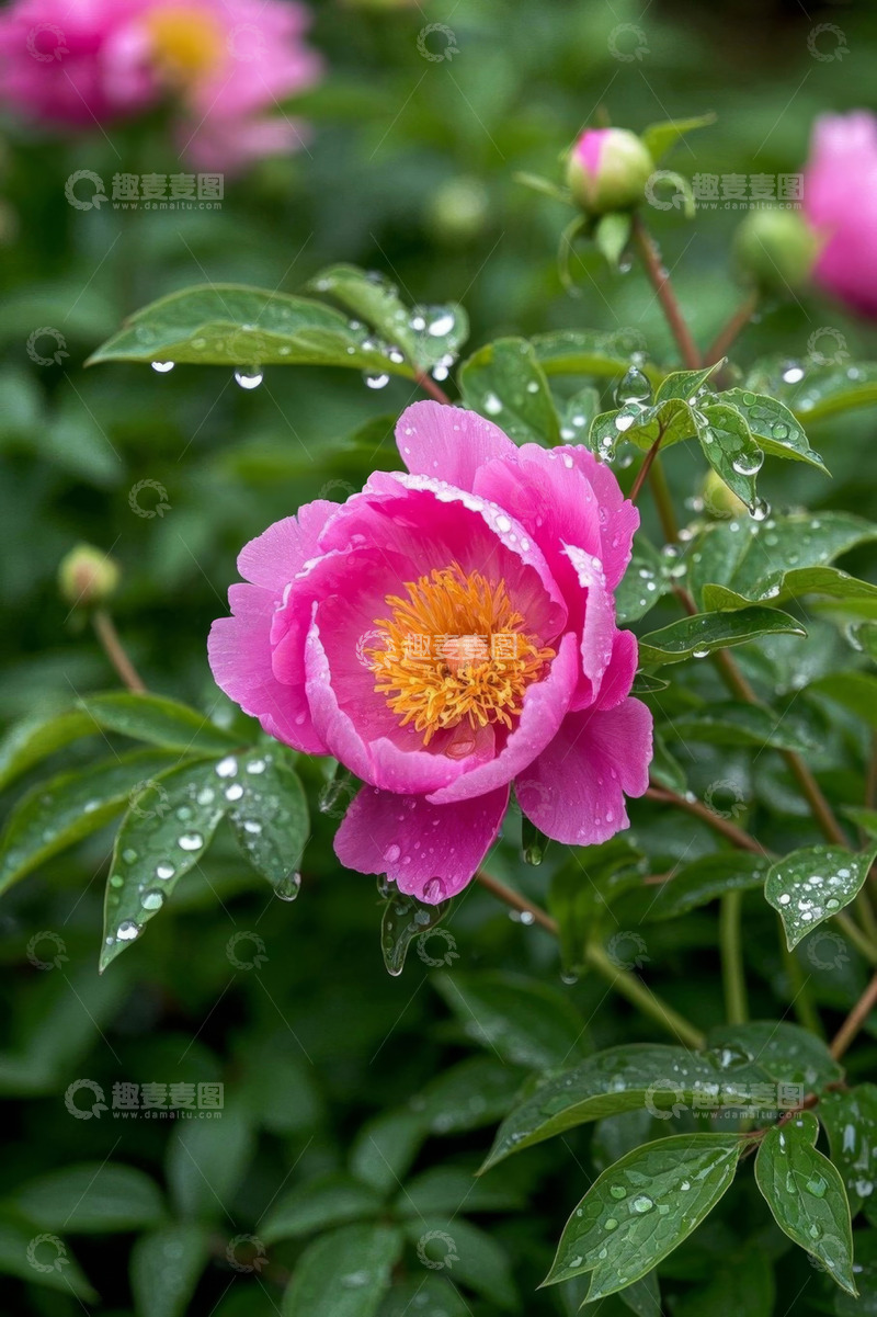 高清大图下载【趣麦麦图】带水珠的粉色牡丹花特写