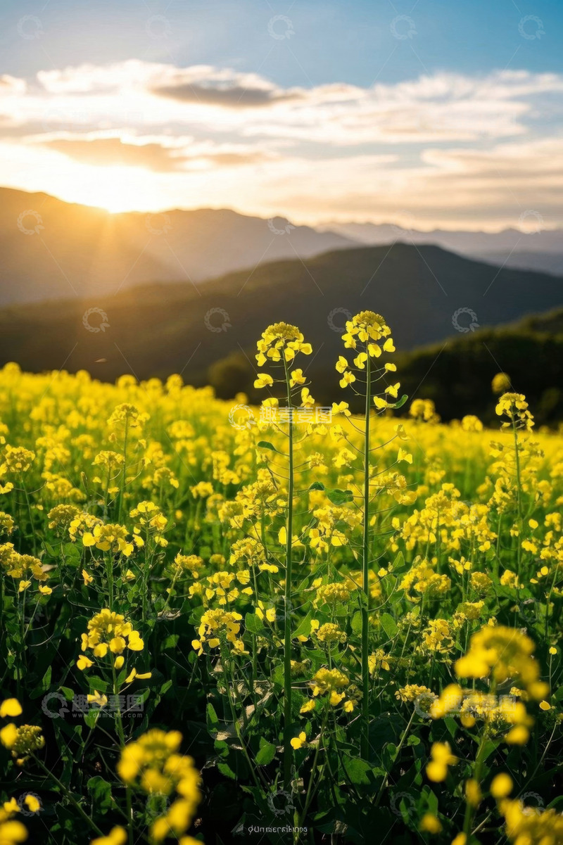高清大图下载【趣麦麦图】夕阳下的黄色油菜花田