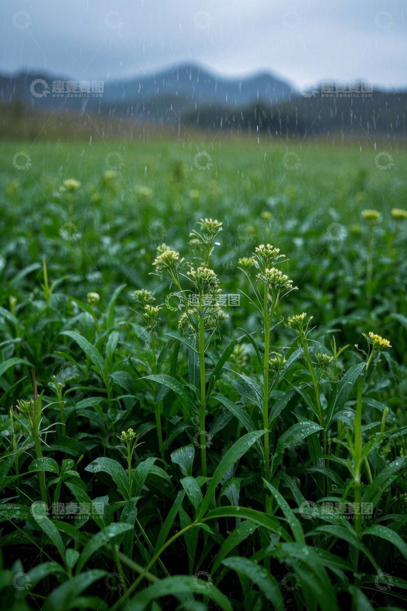 高清大图下载【趣麦麦图】雨中田野里的绿色植物