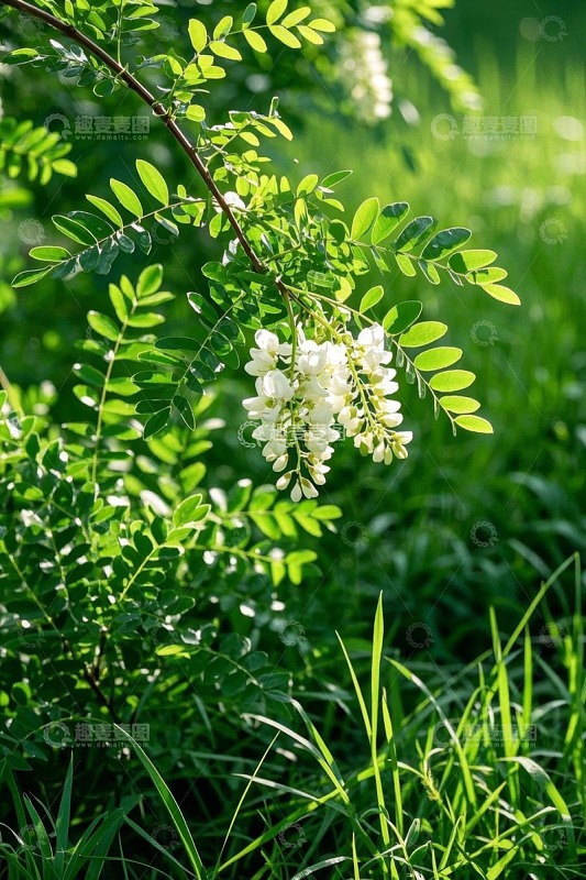 阳光下绽放的白色花朵与绿叶