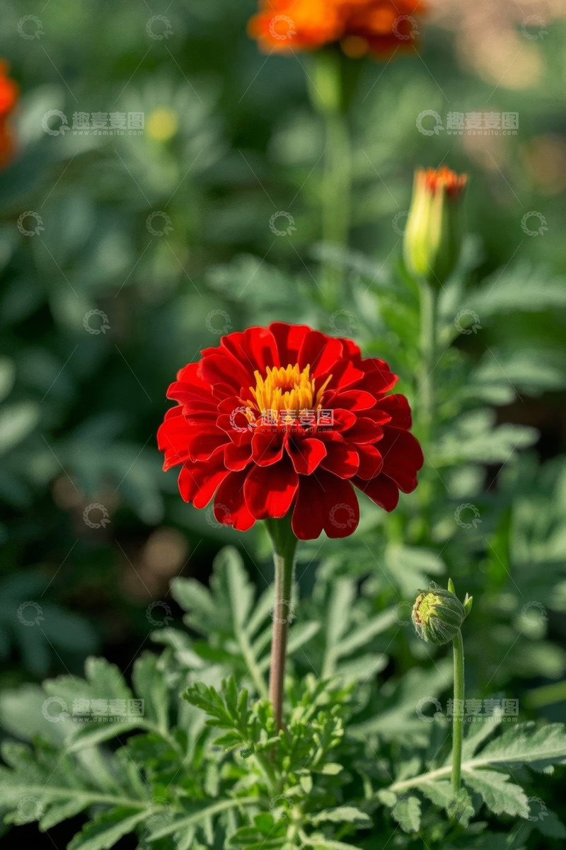 高清大图下载【趣麦麦图】鲜艳红色花卉特写