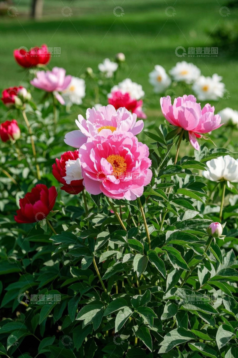 高清大图下载【趣麦麦图】户外盛开的多彩牡丹花
