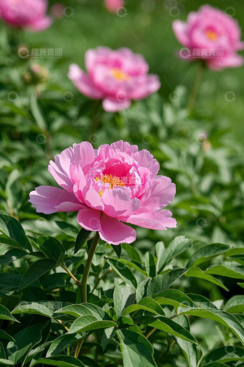 高清大图下载【趣麦麦图】粉色绽放牡丹花卉特写