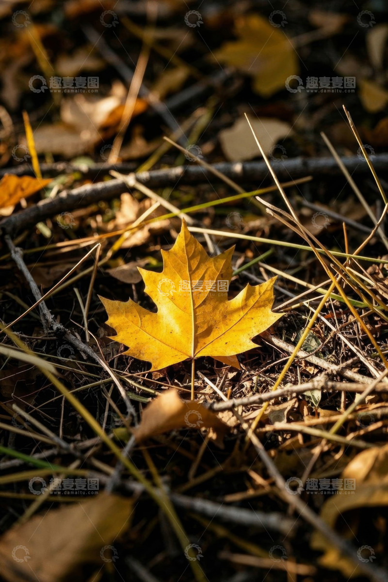 高清大图下载【趣麦麦图】地面上的黄色枫叶特写