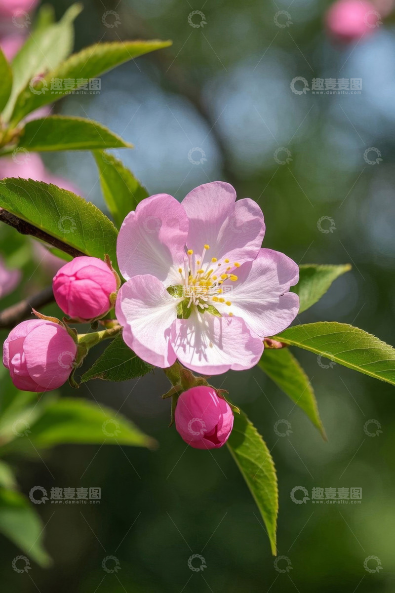 高清大图下载【趣麦麦图】盛开的粉色花朵与花苞特写