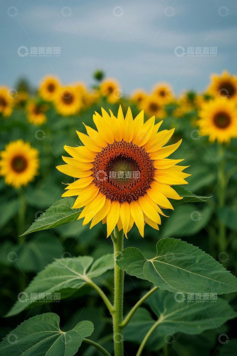 高清大图下载【趣麦麦图】向日葵花田特写