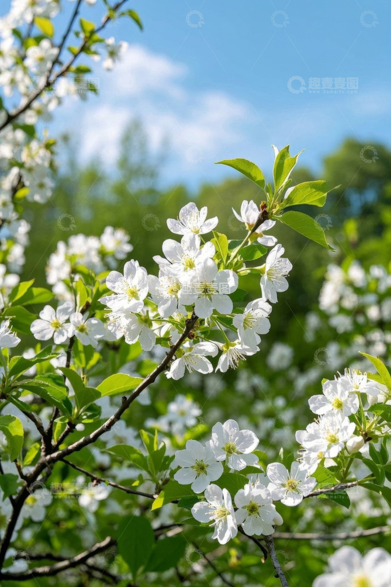 高清大图下载【趣麦麦图】盛开的白色花朵特写